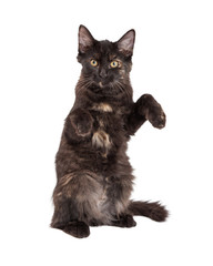 Naklejka na meble Black Kitten Sitting Up