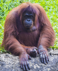 Wall Mural - Orangutan in Sumatra, Indonesia