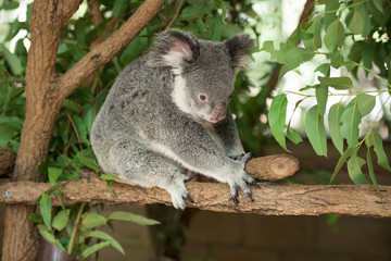 Wall Mural - an australian koala outdoors.