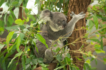 Wall Mural - an australian koala outdoors.