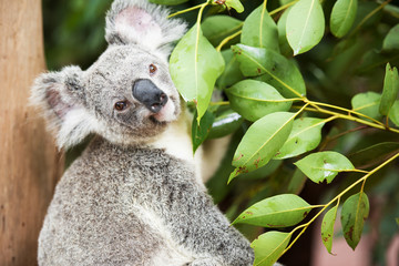 Wall Mural - an australian koala outdoors.