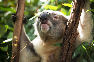 Wall Mural - an australian koala outdoors.