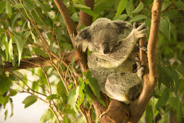 Wall Mural - an australian koala outdoors.