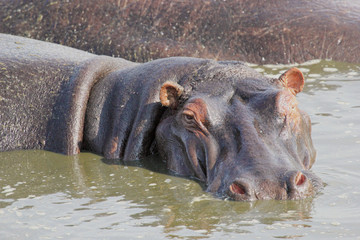 Wall Mural - Portrait of a hippo in a pool