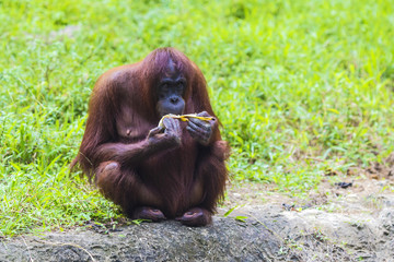 Wall Mural - Orangutan in Sumatra, Indonesia