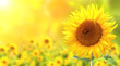 Leinwandbild Motiv Sunflowers