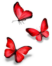 Three Red Butterfly, Isolated On White Background