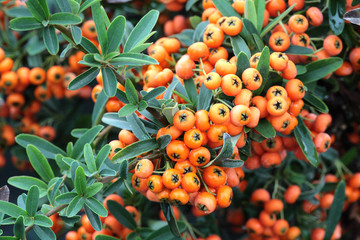 Pyracantha 'Navajo'