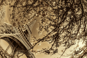 Fototapete - Eiffel Tower with spring tree in Paris, France