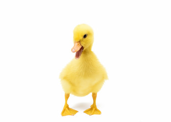 Sticker - small Duckling