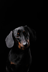 Black Dachshund isolated on black  background