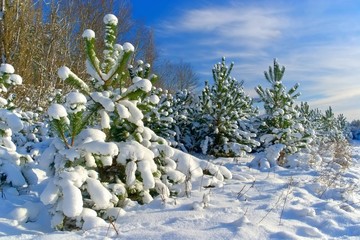 Poster - Wald im Winter - forest in winter 08