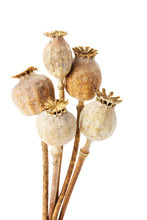Poppy Heads Isolated On The White Background