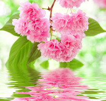 Pink Flower Reflected In Water