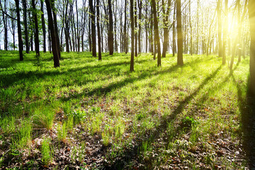 Wall Mural - bright sunny day in spring forest
