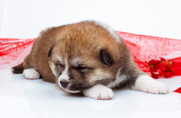 Japanese Akita-inu puppy sleep over white background