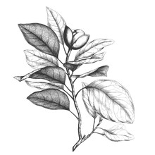 Magnolia Engraving