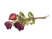 Dried Faded Red Roses On White Background