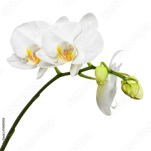 Naklejka dekoracyjna Gałązka pięknych białych storczyków