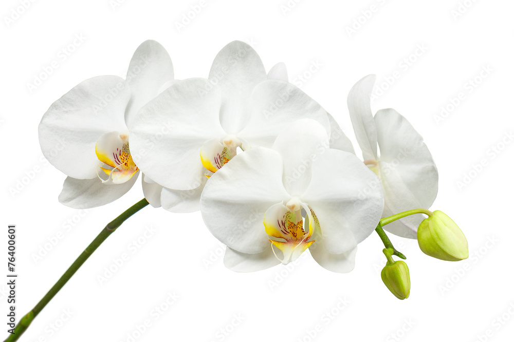 Ten day old white orchid isolated on white background. - obrazy, fototapety, plakaty 