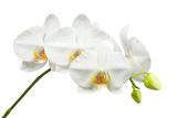 Fototapeta Storczyk - Ten day old white orchid isolated on white background.