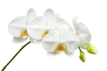 Ten Day Old White Orchid Isolated On White Background.