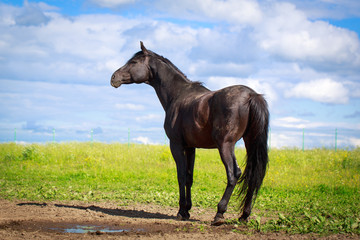Obraz na płótnie zwierzę trawa lato koń niebo