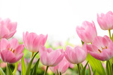 Fototapeta Tulipany - Fresh tulip flowers