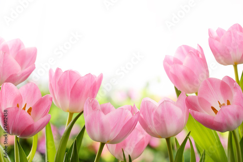 Naklejka na szybę Fresh tulip flowers