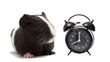 funny guinea pig and Up Service