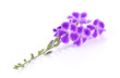 Purple flowers isolated on white background