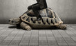 Businessman sitting on turtle