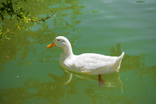 White Duck Swimming In A Green Pond