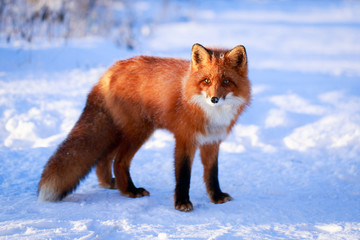 Sticker - red fox