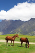 Horses pasturing free near Kazbegi, Georgia