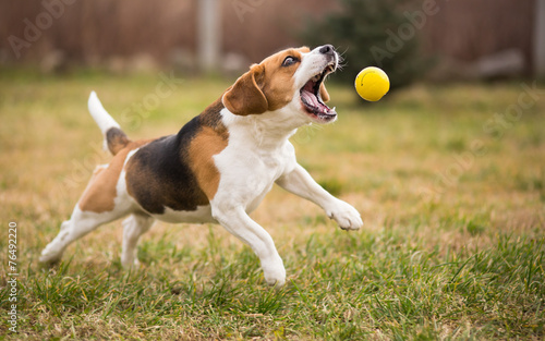 Fotomural Playing fetch with cute beagle dog