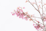 Beautiful pink cherry blossom (Sakura) flower at full bloom.