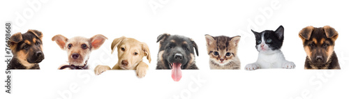 kitten and puppy watching Poster Mural XXL