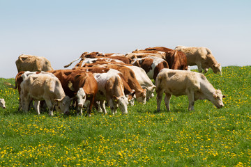 Wall Mural - Herd of cows at spring green field