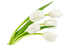 White Tulips Isolated On White