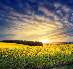 Wall Mural - field with a bright yellow sunflower
