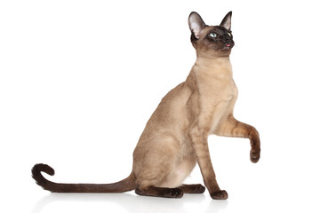 Sticker - Oriental Siamese cat