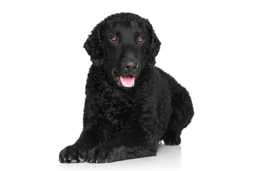 Wall Mural - Curly coated retriever