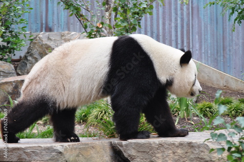 Fotografia, Obraz Giant Panda walking. Chinese panda bear.