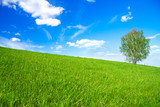 Fototapeta Na sufit - spring landscape with a one only  tree in the field