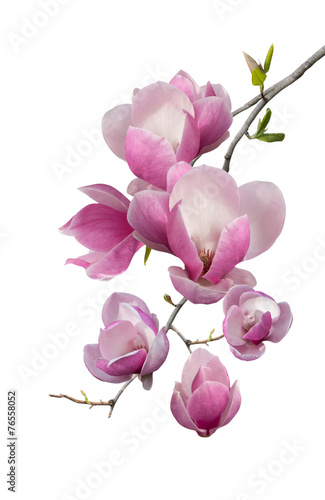 Fototapeta na wymiar Flowering branch of magnolia