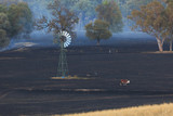 Fototapeta Sawanna - Lone Cow at Bushfire Aftermath
