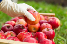 Man Hand Put Red Apple In Box In Garden