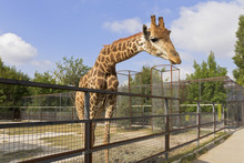Giraffe Behind The Fence.