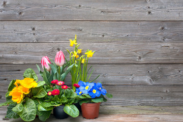 Wall Mural - spring flowers in pots on wooden background